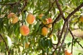 Tree branches with the fruit of ripe peach flavored Royalty Free Stock Photo