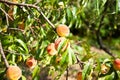 Tree branches with the fruit of ripe peach flavored Royalty Free Stock Photo