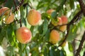 Tree branches with the fruit of ripe peach flavored Royalty Free Stock Photo