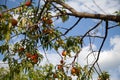 Tree branches with the fruit of ripe peach flavored Royalty Free Stock Photo