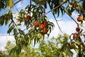 Tree branches with the fruit of ripe peach flavored Royalty Free Stock Photo