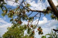 Tree branches with the fruit of ripe peach flavored Royalty Free Stock Photo