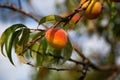 Tree branches with the fruit of ripe peach flavored Royalty Free Stock Photo