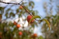 Tree branches with the fruit of ripe peach flavored Royalty Free Stock Photo