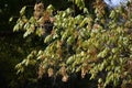 Tree branches with fruits of American Hornbeam.