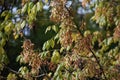 Tree branches with fruits of American Hornbeam.