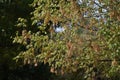 Tree branches with fruits of American Hornbeam.