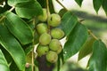 Tree branches with fruits of Juglans mandshurica.