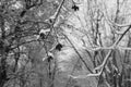 Tree branches with fruits