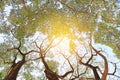 Tree branches in the garden with rays of sunlight Royalty Free Stock Photo