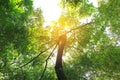 Tree branches in the garden with rays of sunlight Royalty Free Stock Photo