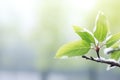 Tree branches with green leaves covered with melting snow. First early snow in autumn. Royalty Free Stock Photo