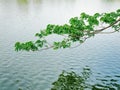 Tree Branches and Green Leaves Over Still Water Surface of the Lake Royalty Free Stock Photo