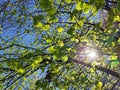 Tree branches with green leaves and sun against blue sky in spring Royalty Free Stock Photo