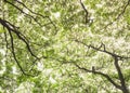 Tree branches Green leaves sunlight Nature Background Royalty Free Stock Photo