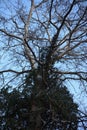 A tree with branches and green leaves Royalty Free Stock Photo