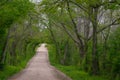 Tree branches grow over the road to create a green tunne