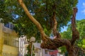 Tree branches in Hadar HaCarmel Haifa Royalty Free Stock Photo