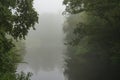 The tree branches hang over this pond in the Westerpark in Zoetermeer during a very foggy morning Royalty Free Stock Photo