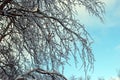 Tree branches in hoarfrost against the background of the blue sky Royalty Free Stock Photo