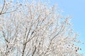 Tree branches in hoarfrost against the blue sky Royalty Free Stock Photo