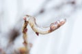 Tree branches in ice waiting for spring Royalty Free Stock Photo