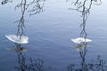 Tree branches with icy collars touching water Royalty Free Stock Photo