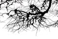 Texture. Isolant on white background. black white silhouette. graphics. tree branches