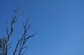 Tree Branches Isolated over Blue Sky Royalty Free Stock Photo