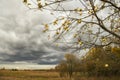 Tree branches with the last apples and a gloomy autumn landscape with yellow trees in the distance Royalty Free Stock Photo