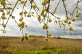 Tree branches with the last apples and a gloomy autumn landscape with yellow trees in the distance Royalty Free Stock Photo