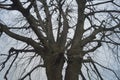 Tree branches leafless Royalty Free Stock Photo