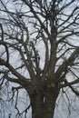 Tree branches leafless Royalty Free Stock Photo