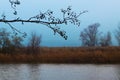 Tree branches without leaves against the background of the sky and river on a cloudy autumn day Royalty Free Stock Photo