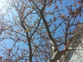 Tree branches with leaves against blue sky Royalty Free Stock Photo