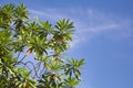 Tree branches and leaves against clear blue sky