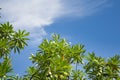 Tree branches and leaves against clear blue sky