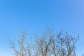 Tree branches without leaves close-up against a bright blue sky on a sunny spring day. Natural minimalist background. Banner with