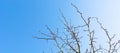 Tree branches without leaves close-up against a bright blue sky on a sunny spring day. Natural minimalist background. Banner with