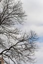 Tree branches without leaves on cloudy sky background Royalty Free Stock Photo