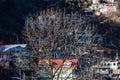 Tree branches without leaves in cold temperature in front of village at Lachen in North Sikkim, India