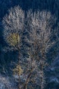 Tree branches without leaves in cold temperature with sunlight at Lachen in North Sikkim, India Royalty Free Stock Photo