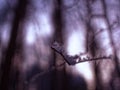 Tree branches and leaves covered with frost Royalty Free Stock Photo