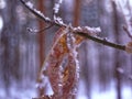 Tree branches and leaves covered with frost Royalty Free Stock Photo