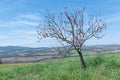 Tree with branches without leaves covered with pink flowers. Transition from winter to spring. Back to life. Green grass blue sky