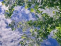 Tree Branches Leaves Foliage Double Exposure Spring Nature Decorative Background