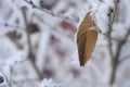 Tree branches and leaves in the snow Russian winter 2018.