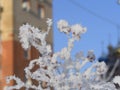 Tree branches and leaves in the snow Russian winter 2018.