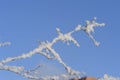 Tree branches and leaves in the snow Russian winter 2018.