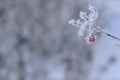 Tree branches and leaves in the snow Russian winter 2018.